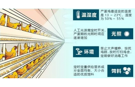 这套数字化系统 轻松搞定千万蛋鸡跨区域养殖